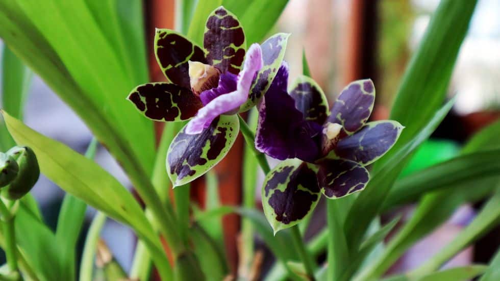 How to Grow and Care for Zygopetalum Orchids
