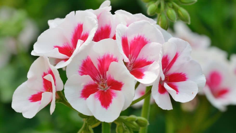 How to Protect Zonal Geraniums from Extreme Summer Heat and Sun Exposure