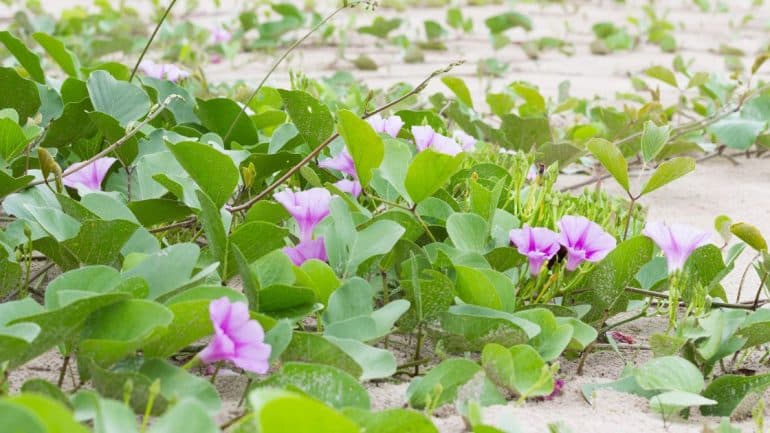 Ipomoea reptans