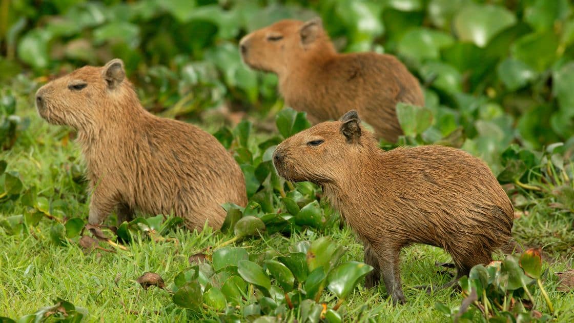 Mengenal hewan Capybara alias masbro