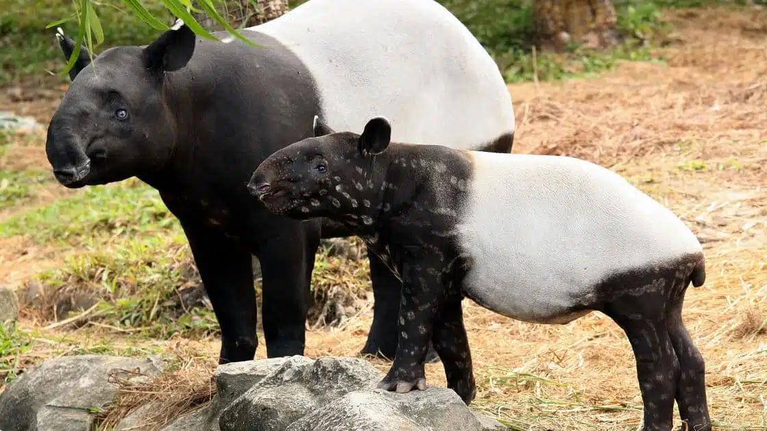 Mengenal hewan tapir