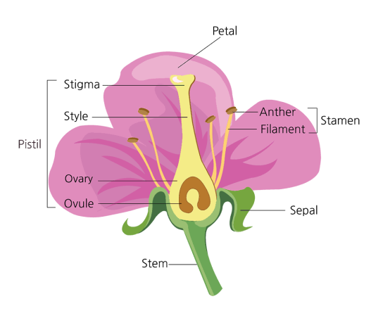 struktur bagian bunga