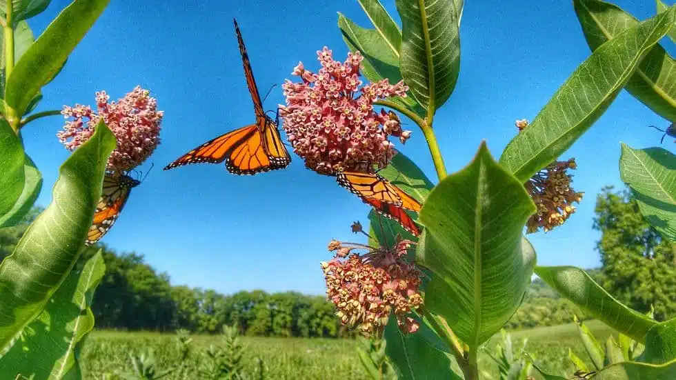 The Importance and Benefits of Milkweed Plant in Supporting Biodiversity
