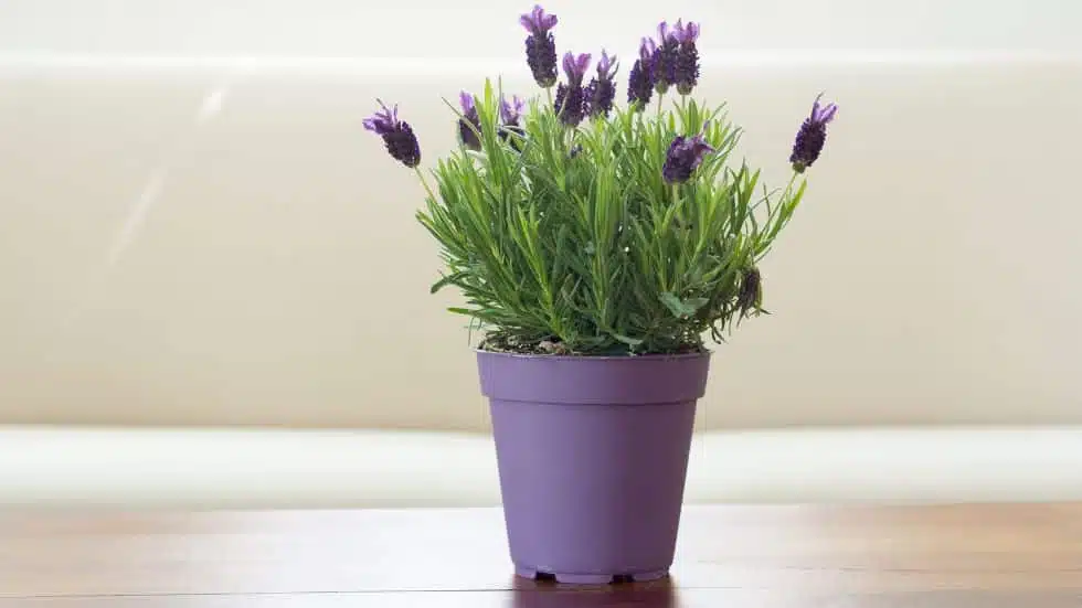 The Lavender Plant: A Versatile and Beautiful Herb