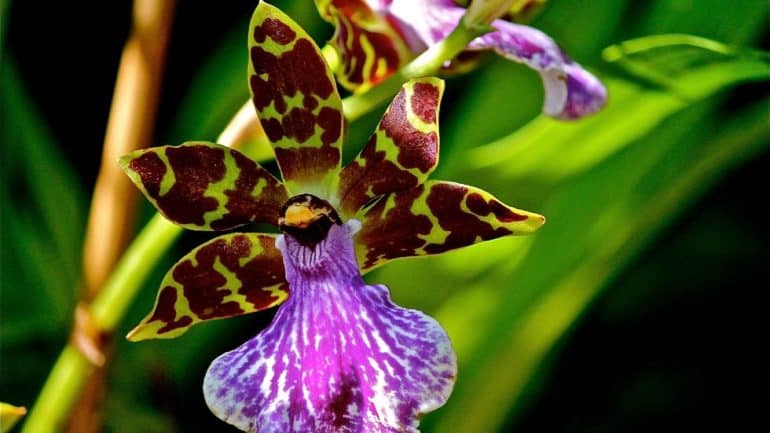 Zygopetalum orchids