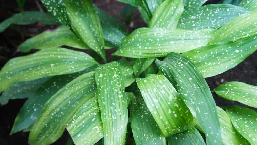 Essential Tips for Growing Cast Iron Plants Indoors