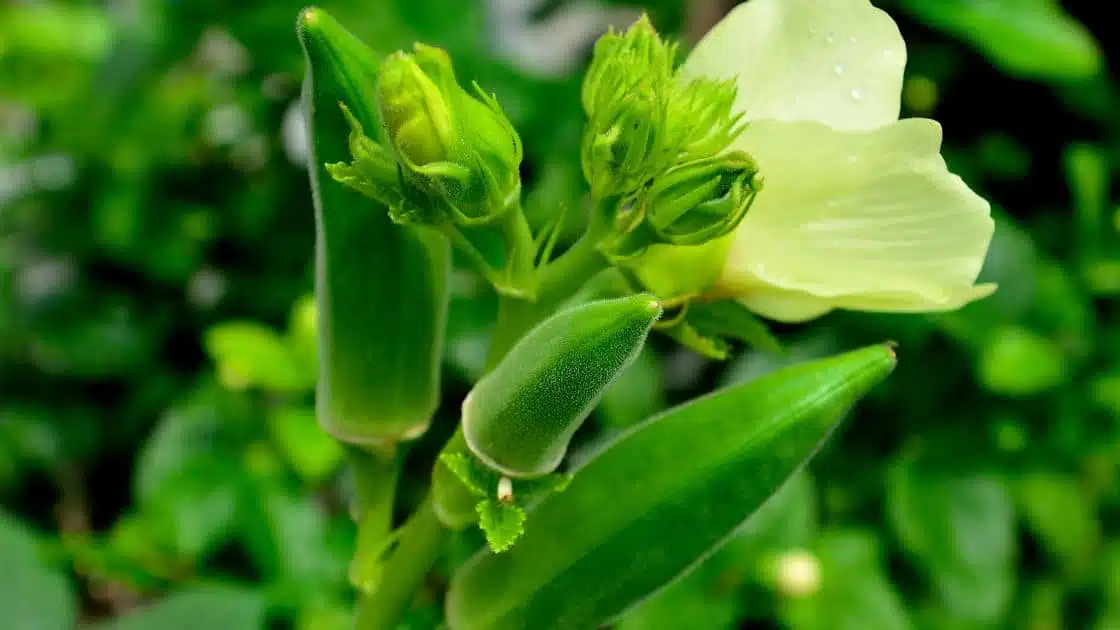 Okra Plant: A Versatile Delight