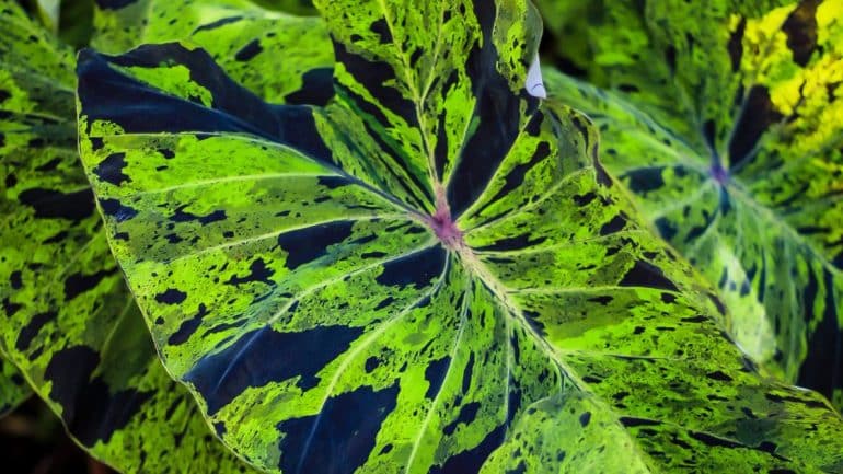 Elephant Ear Plant: The Versatile and Stunning Foliage for Your Garden
