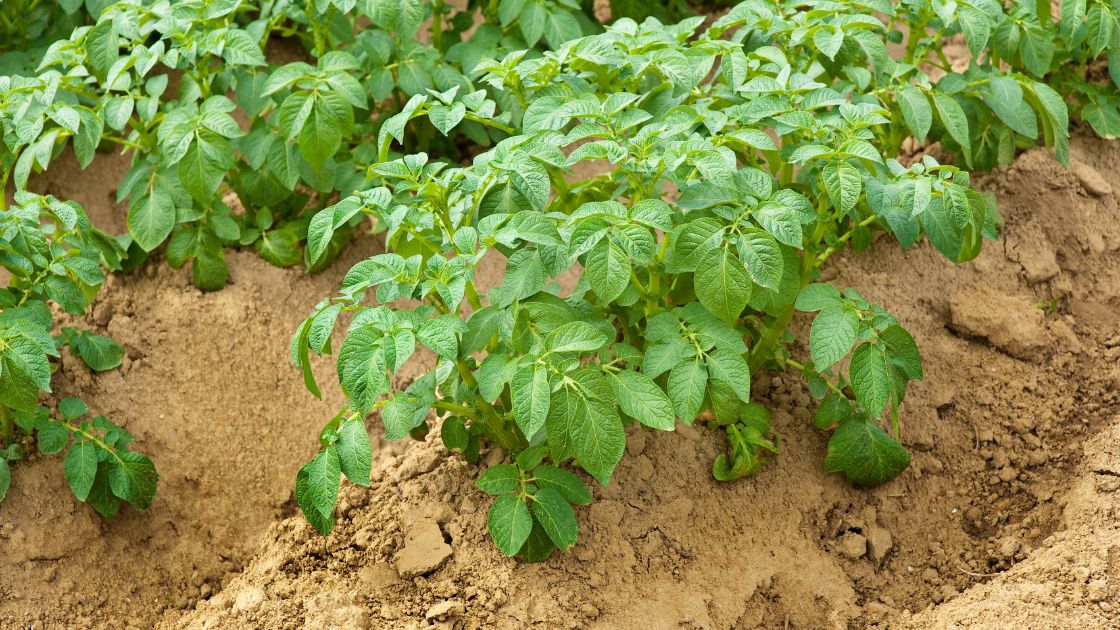 Health Benefits of Potato Plant