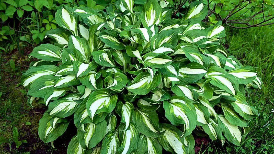 Hosta Plant: A Beautifying Addition to Your Garden