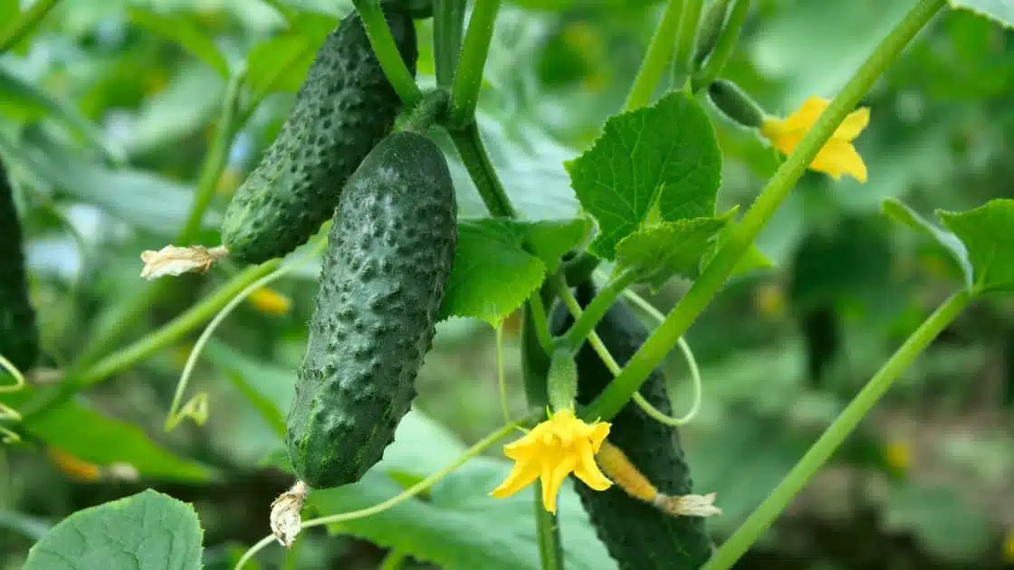 How to Grow Cucumber Plants: A Beginner's Guide