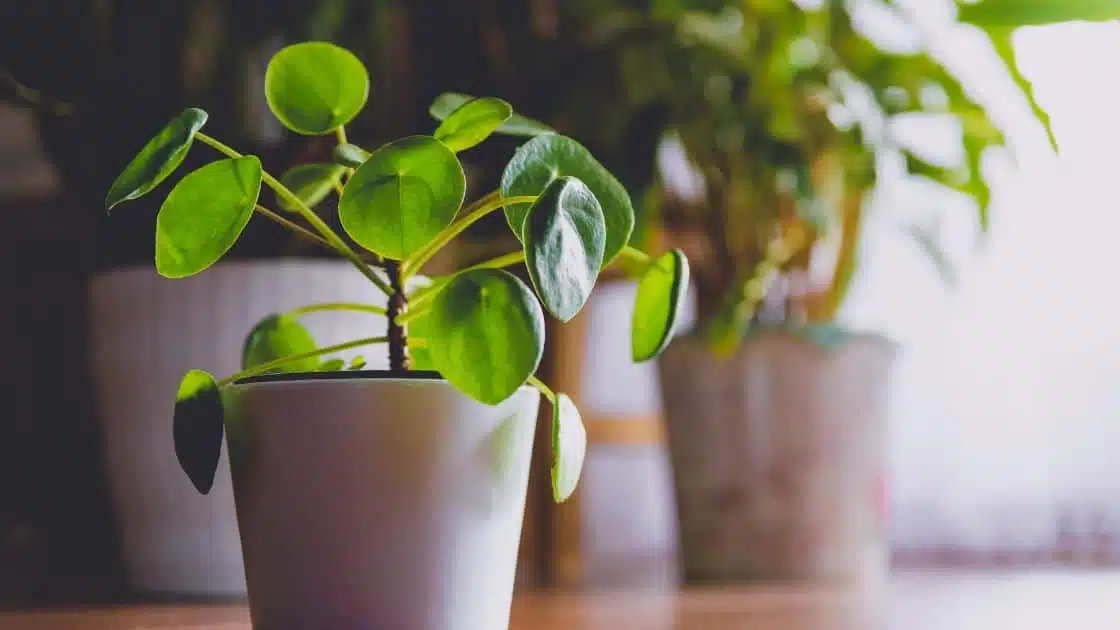 How to Grow a Money Plant: Tips and Tricks