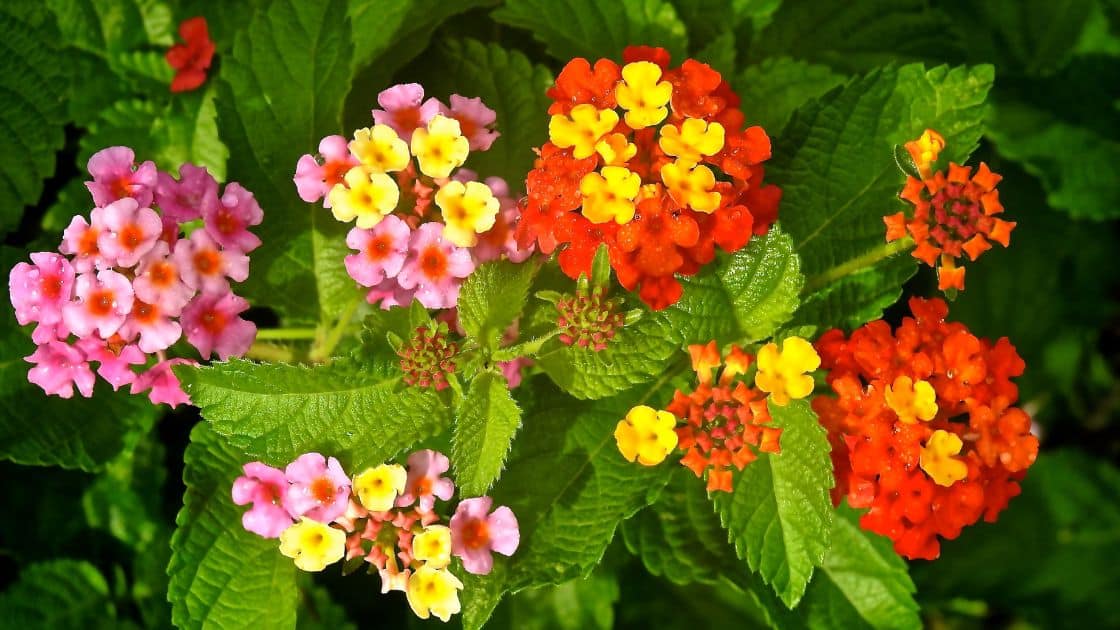 How to Grow and Care for Lantana Plant