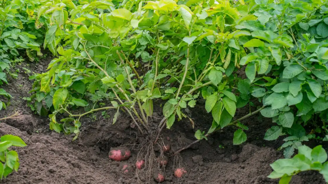 How to Plant Potatoes: A Step-by-Step Guide