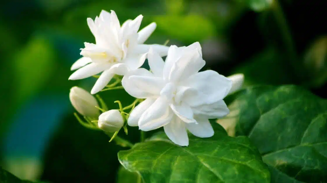 Jasmine Plant The Perfect Addition to Your Garden