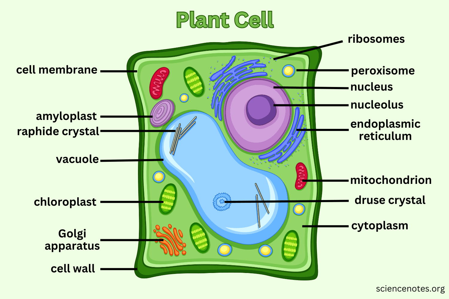 Plant Cell Diagram: Understanding the Intricacies of Plant Cells - De ...