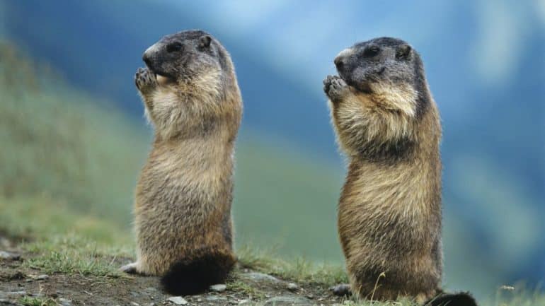 Marmot Marmot
