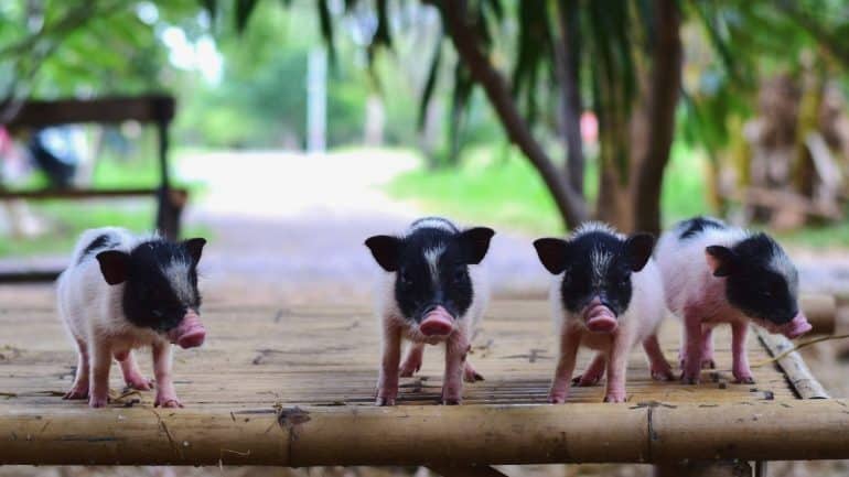 Miniature Pigs
