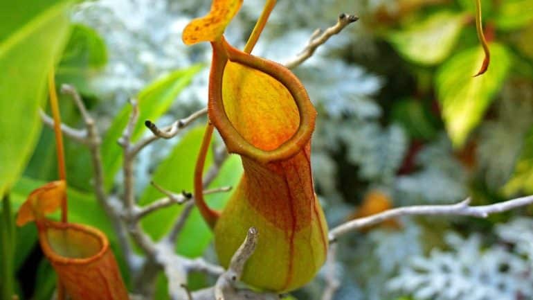 Pitcher Plant