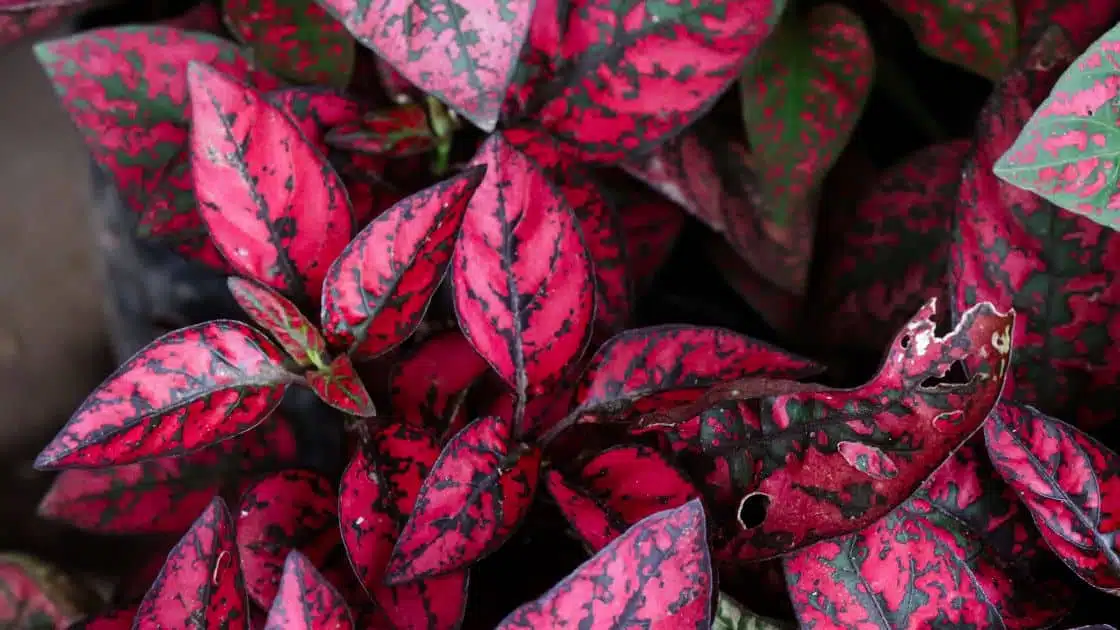 Polka Dot Plant Adding a Pop of Color and Pattern to Your Indoor Garden
