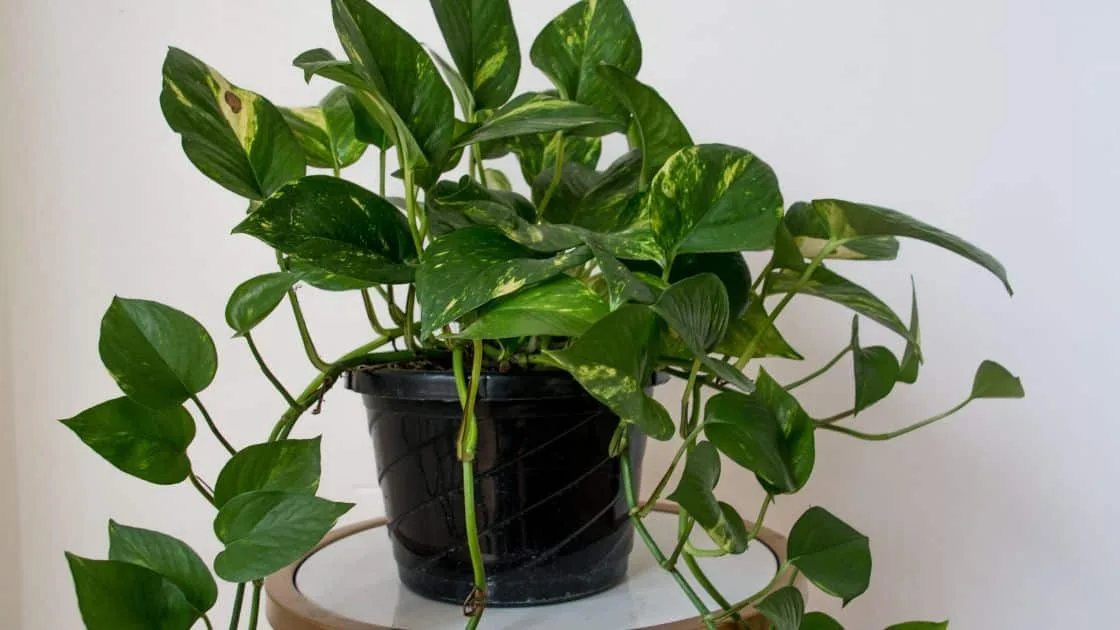 Pothos Plant: A Versatile and Easy-to-Grow Houseplant