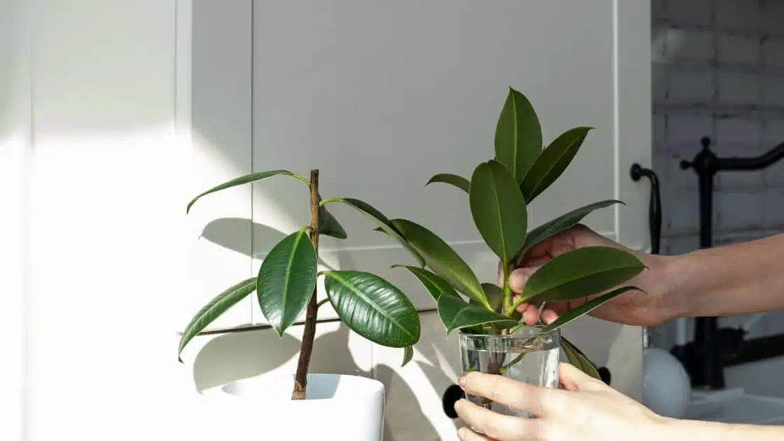 Rubber Plant: A Guide to Growing and Caring for this Popular Indoor Plant