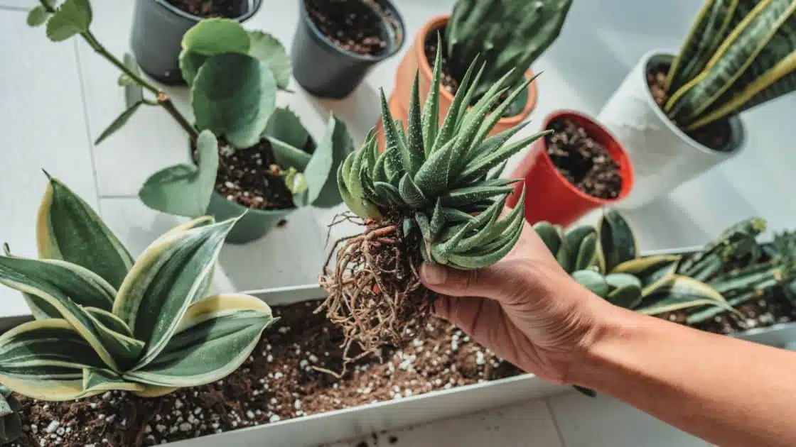 Snake Plant Care: A Guide to Growing