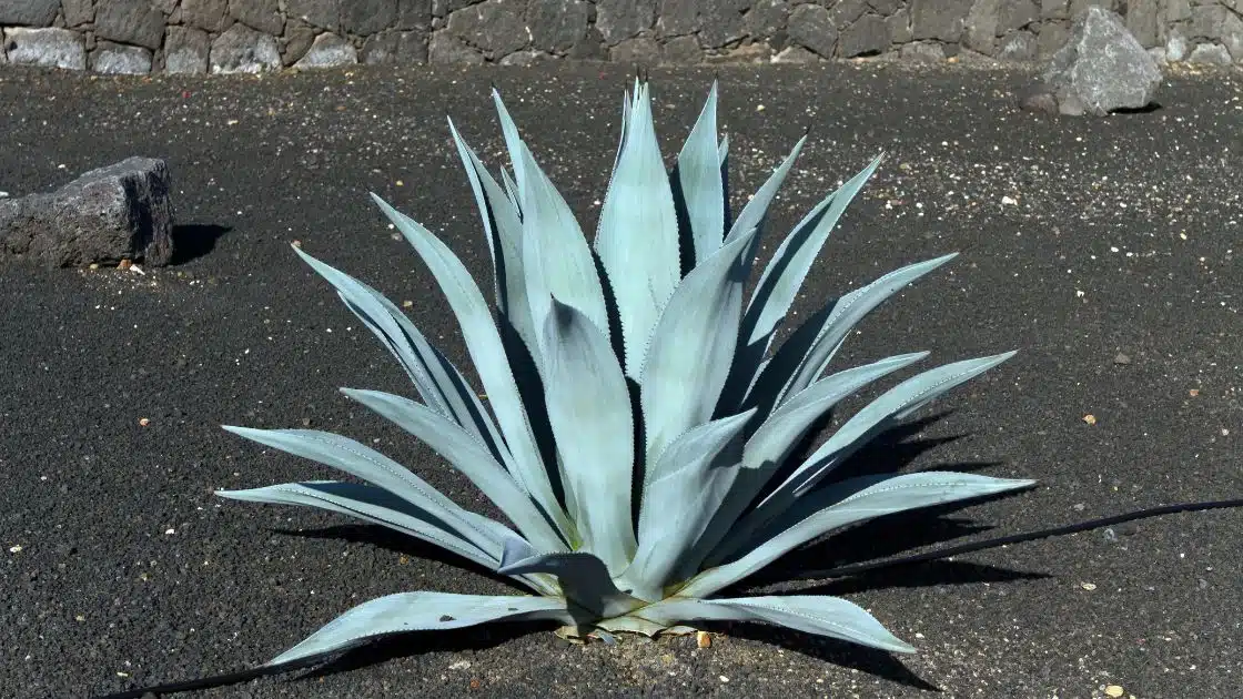 The Agave Plant A Versatile and Sustainable Wonder