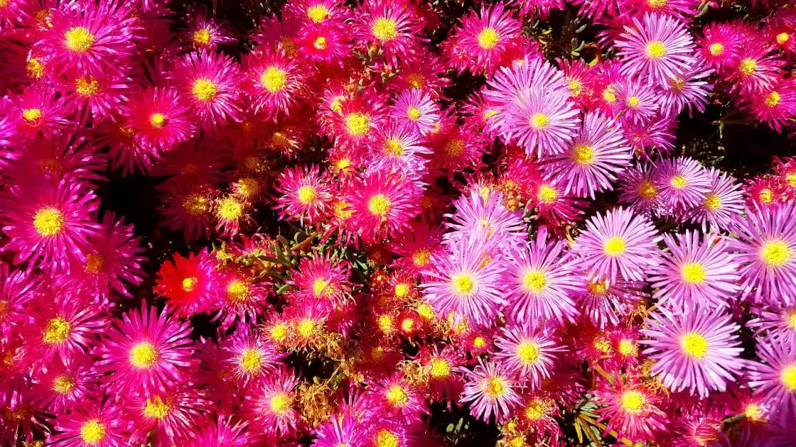 The Amazing Benefits of Ice Plant An Expert Guide