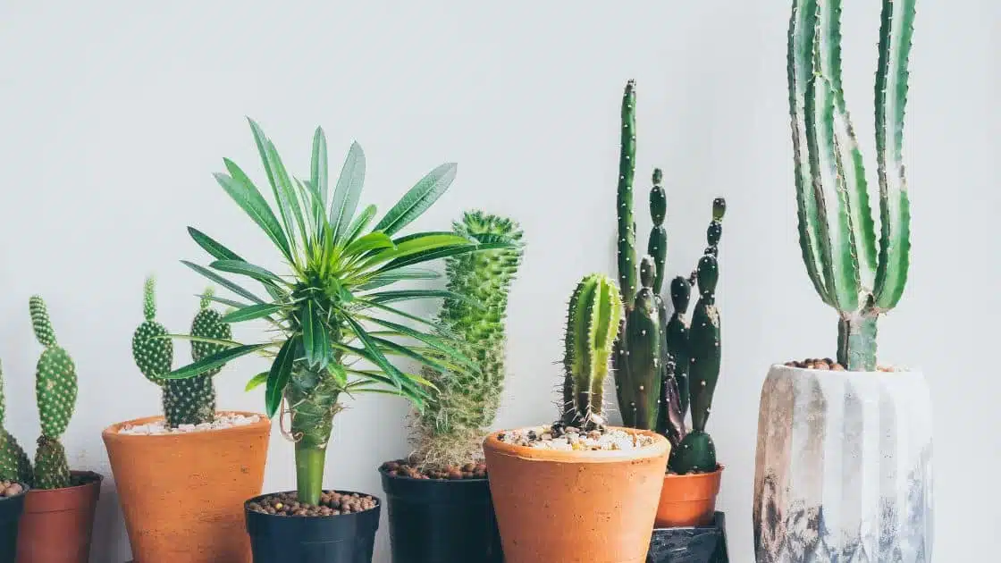 The Beauty and Benefits of Cactus Plants