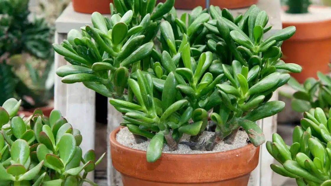 The Beauty and Benefits of the Jade Plant