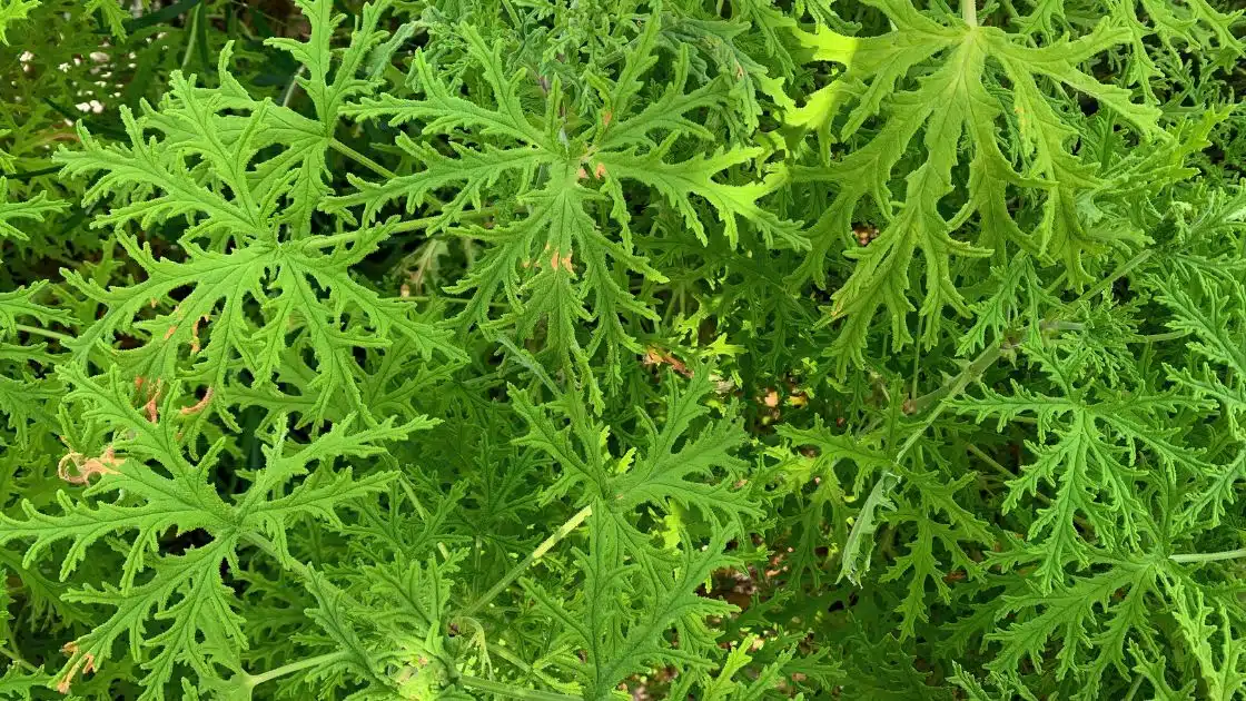 The Citronella Plant Natural Pest Control for Your Garden