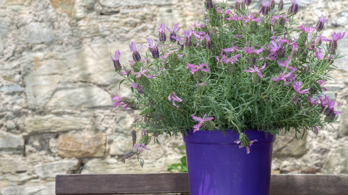 The Lavender Plant: A Comprehensive Guide