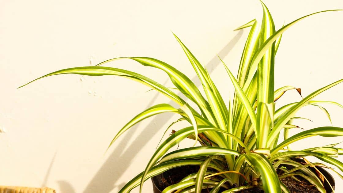 The Marvelous Spider Plant: A Green Oasis for Your Home