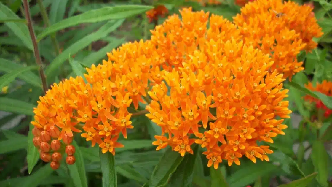 The Milkweed Plant: A Guide to Its Benefits and Uses