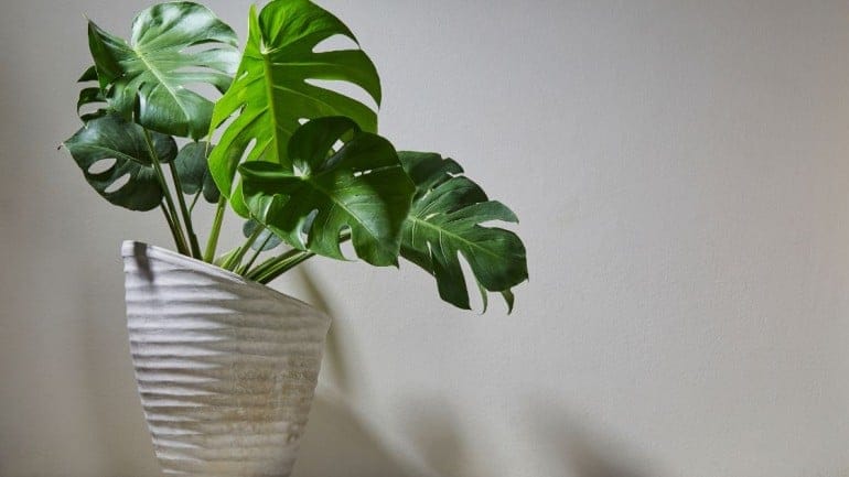 The Monstera Plant: A Tropical Beauty for Your Home