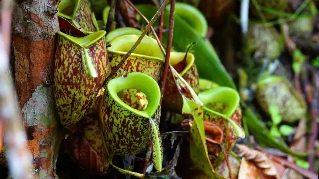 The Pitcher Plant: Nature's Carnivorous Wonder