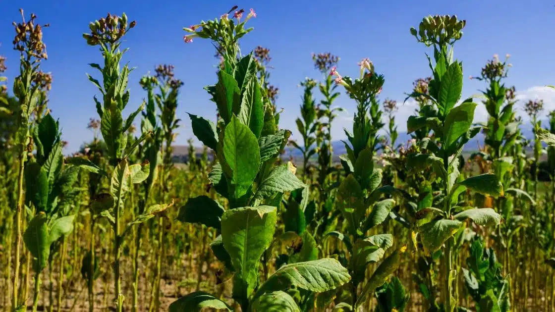The Tobacco Plant: A Versatile and Controversial Crop