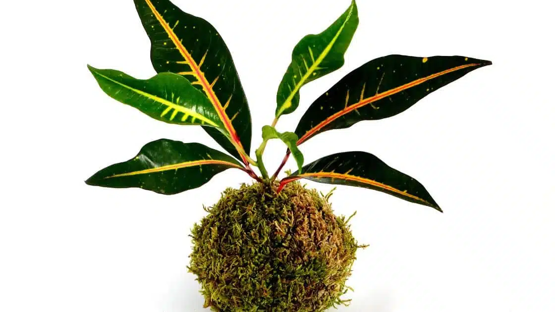 Tips for Caring for Your Croton Plant
