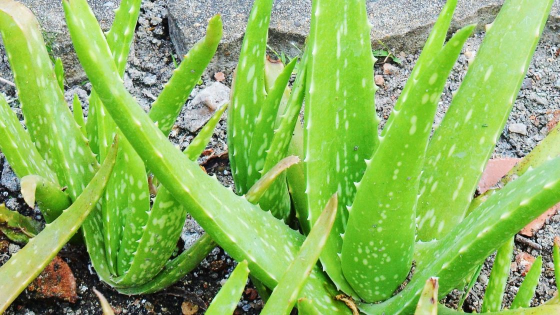 Unleash the Power of Aloe Vera Plant: Transform Your Skin, Hair, and Health!