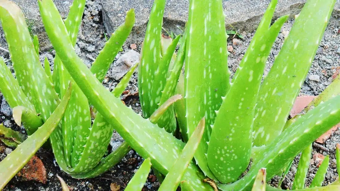 Unleash the Power of Aloe Vera Plant: Transform Your Skin, Hair, and Health!