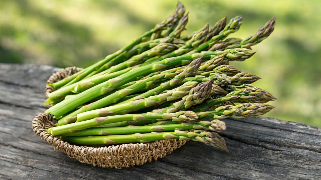Unlock the Beauty and Benefits of the Asparagus Plant