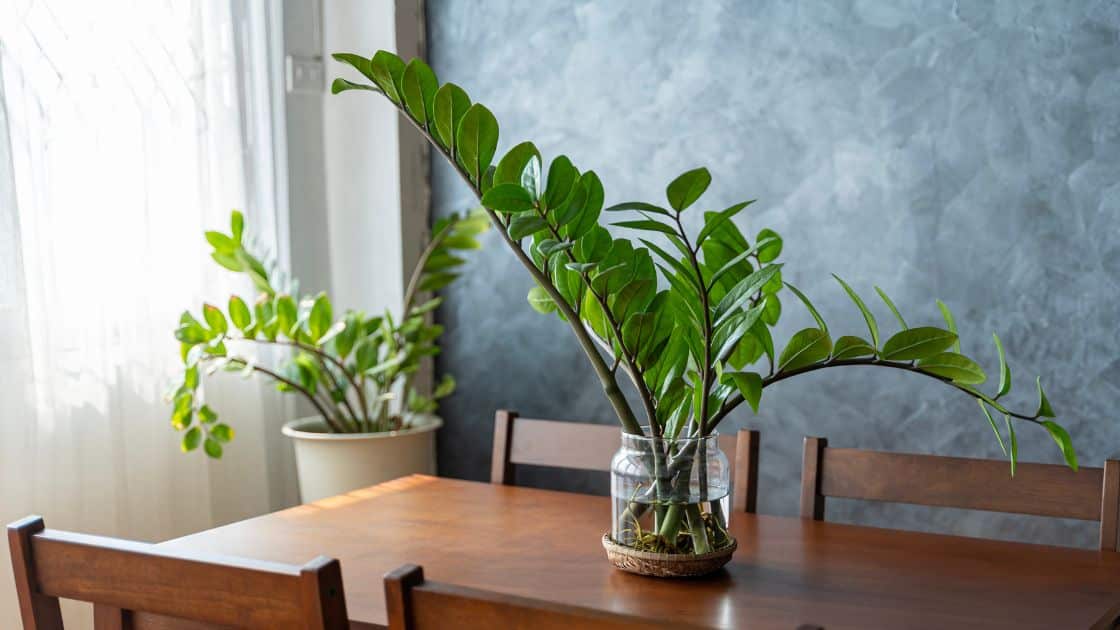 ZZ Plant: The Ultimate Guide for Indoor Plant Enthusiasts