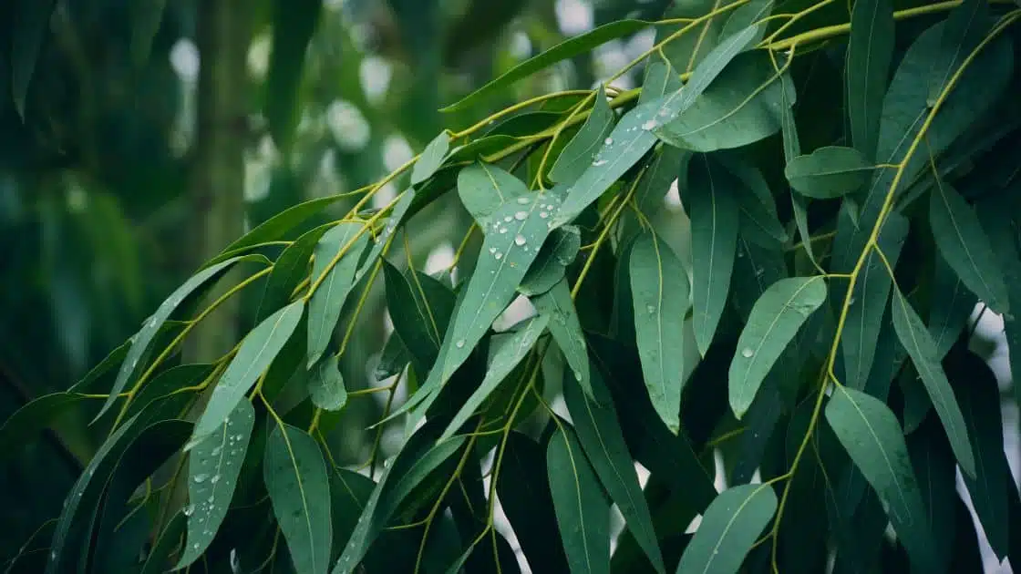 eucalyptus plant