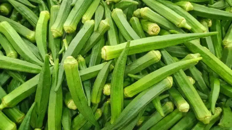 okra plant