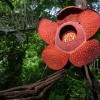 10 of the Biggest Flowers in the World