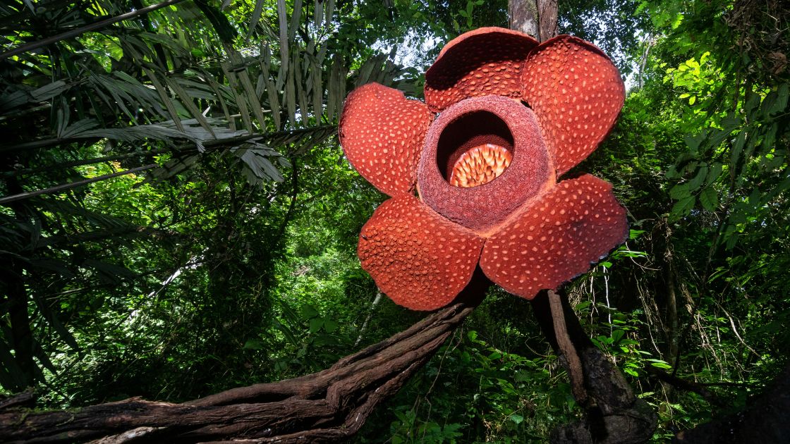 10 of the Biggest Flowers in the World