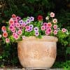 10 tanaman bunga yang dapat ditanam di pot