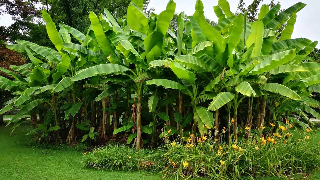 Banana Tree Plant Care & Growing Guide