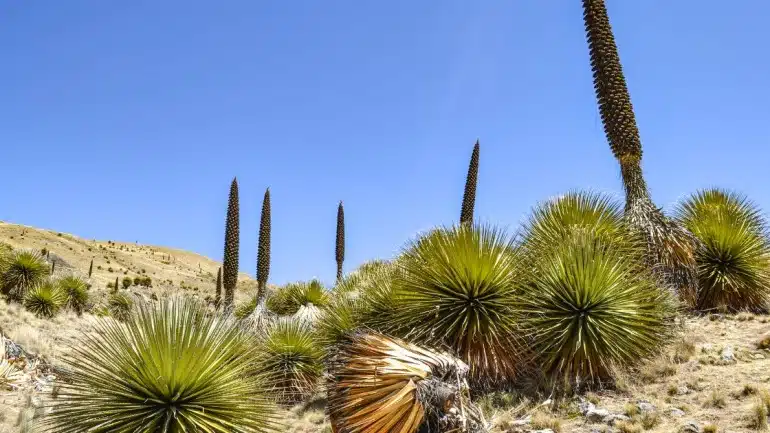 Blue Puya